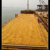 Corn Gluten meal