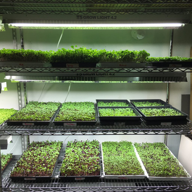 horticulture&nbsp;light